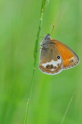 Papillon_Cephale_Buxerolles_2010.jpg