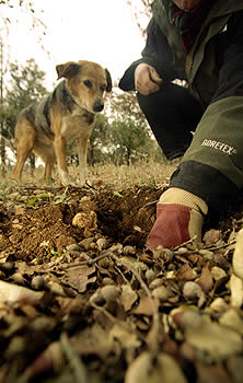 maitre_chien_truffe.jpg